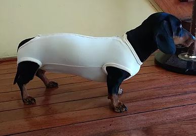 Body Pet Glamm